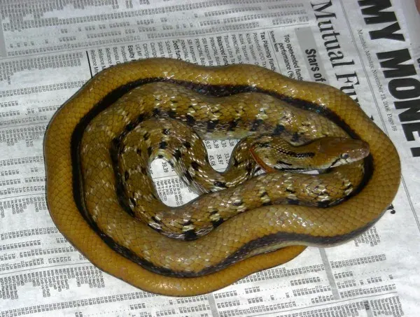 La carte Coelognathus