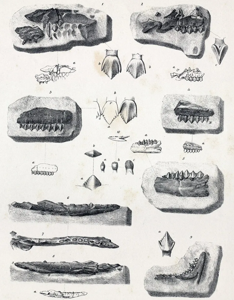 The Echinodon card