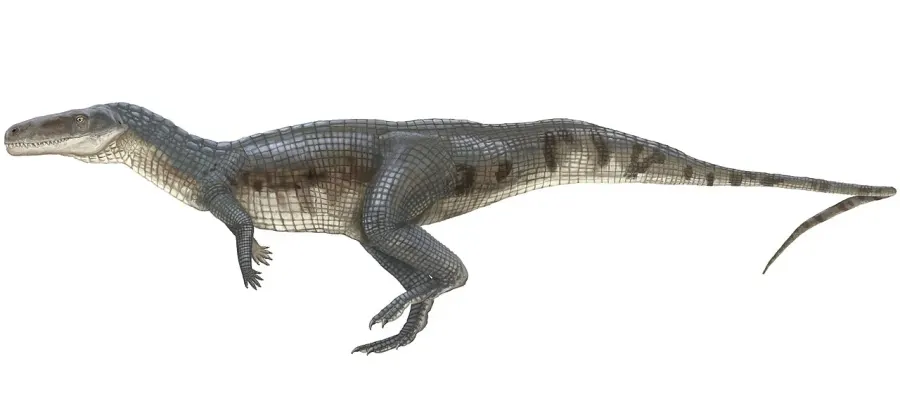 La carte Rauisuchidae