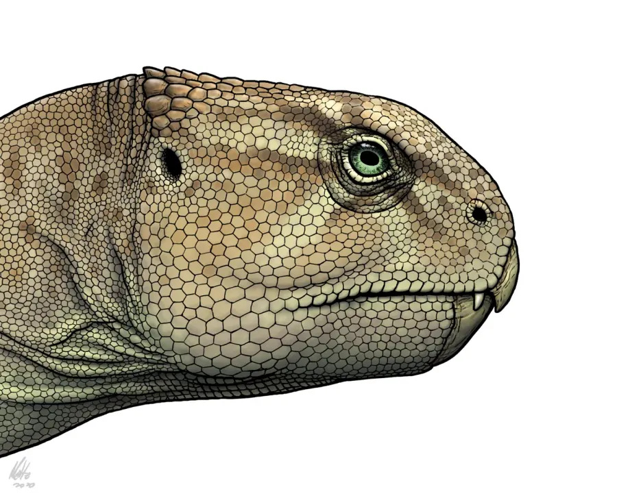 The Xuanhuaceratops card