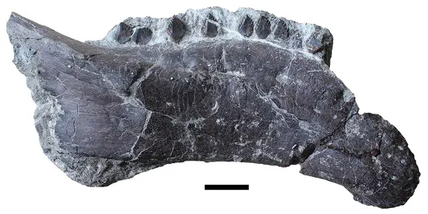 The Hungarosaurus card