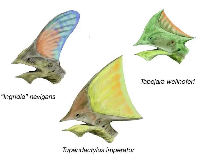 The Tapejaridae card