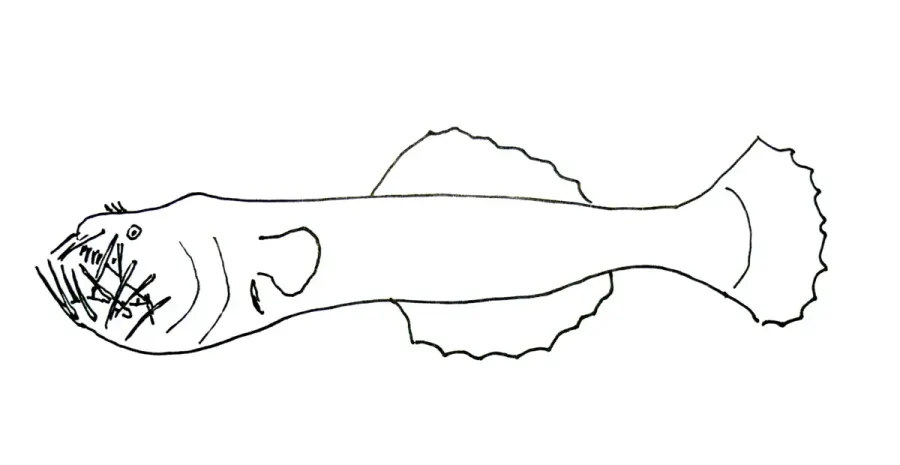 The Toothed seadevil card