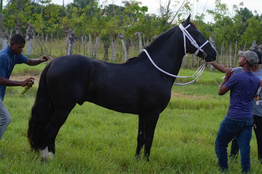The Black horse card