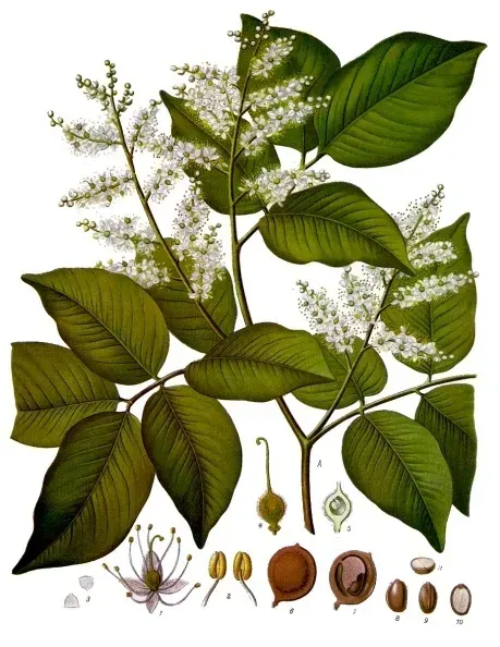 La carte Copaifera