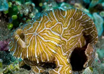 The Psychedelic frogfish card