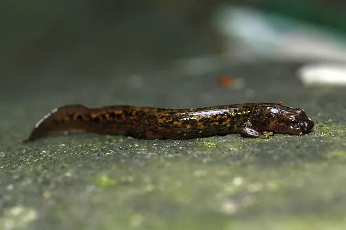The Clawed salamander card