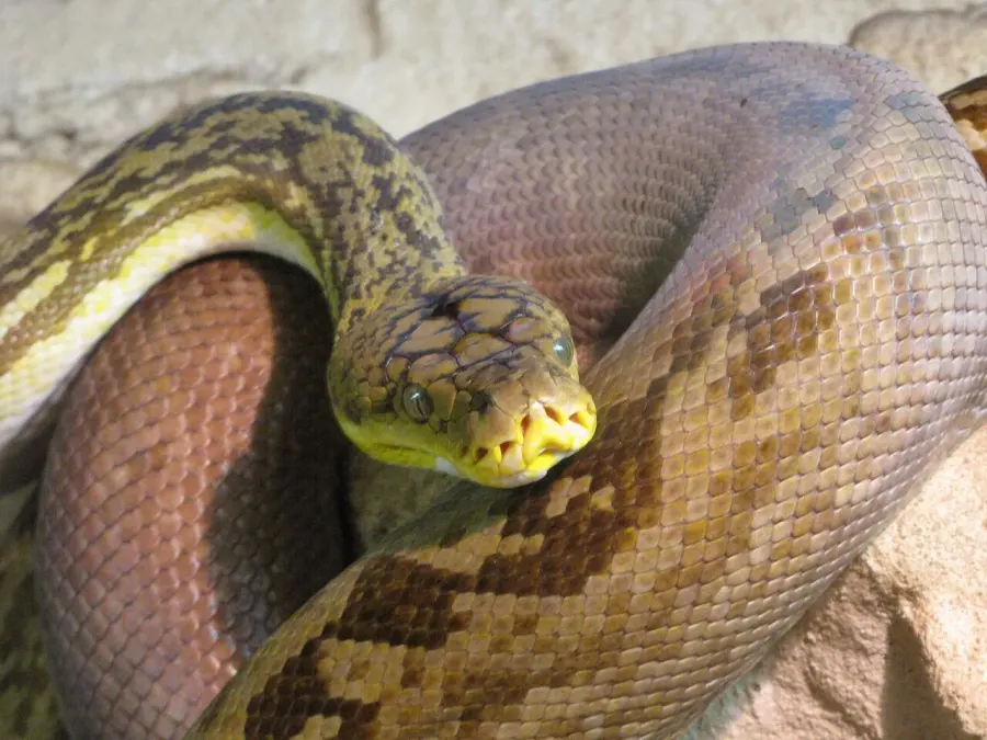 The Timor python card