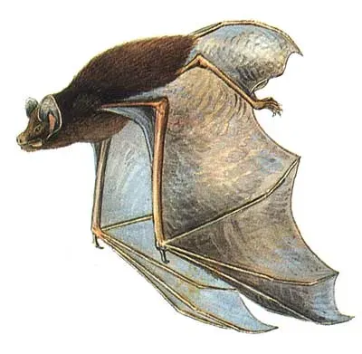 The Chalinolobus card