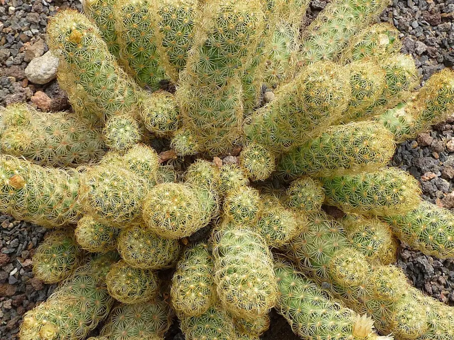 The Mammillaria elongata card
