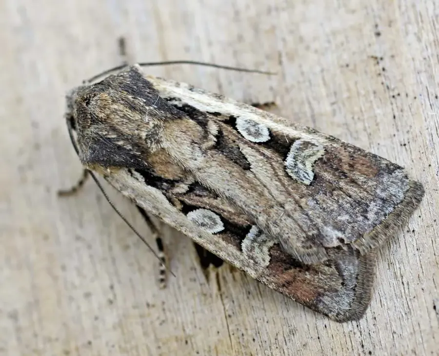 The Noctuinae card