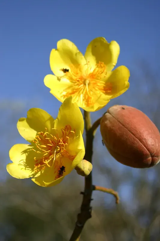 La carte Cochlospermum