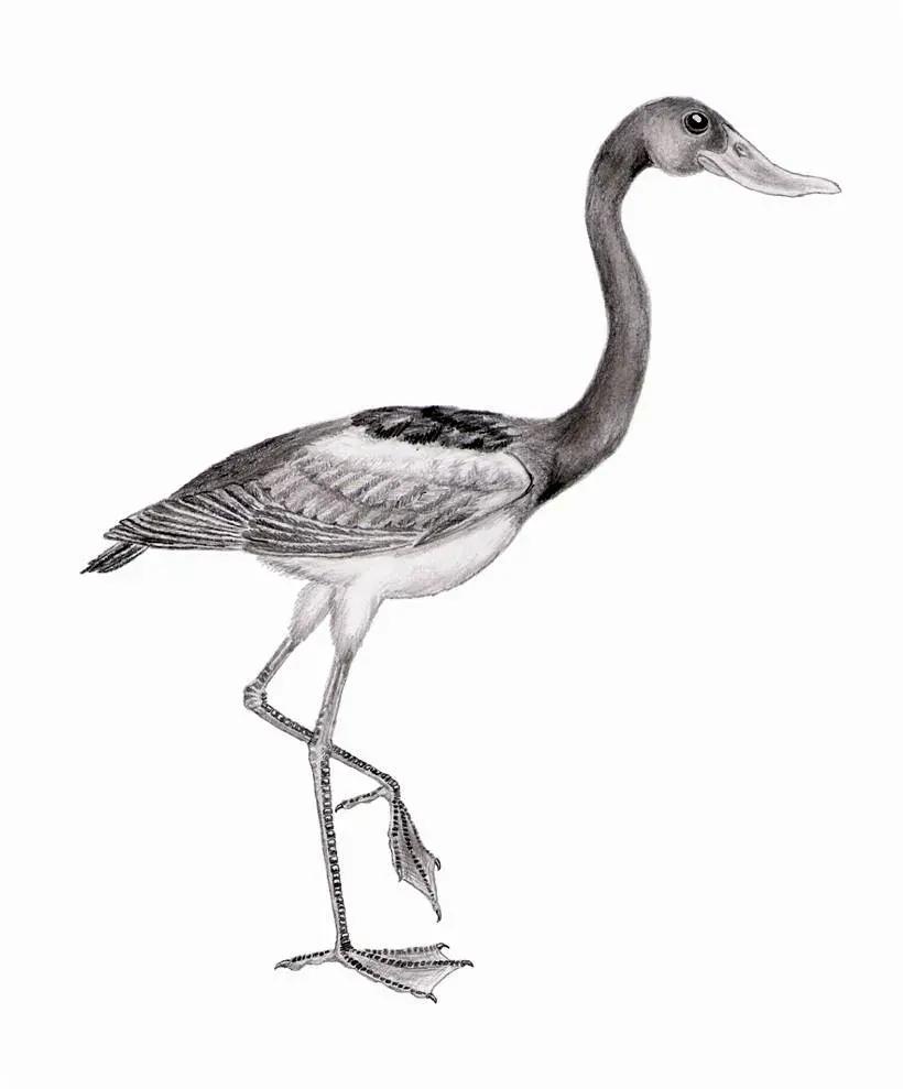 La carte Presbyornis