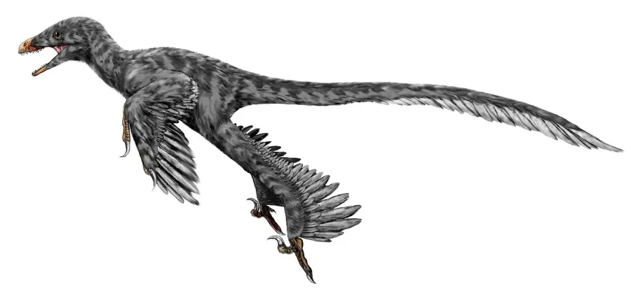 La carte Graciliraptor