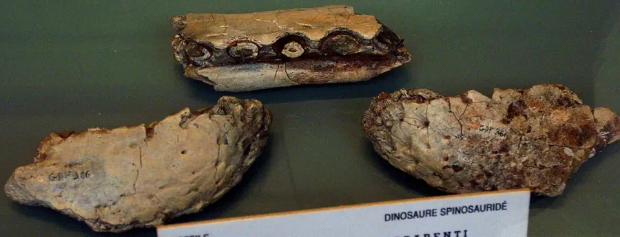 The Cristatusaurus card