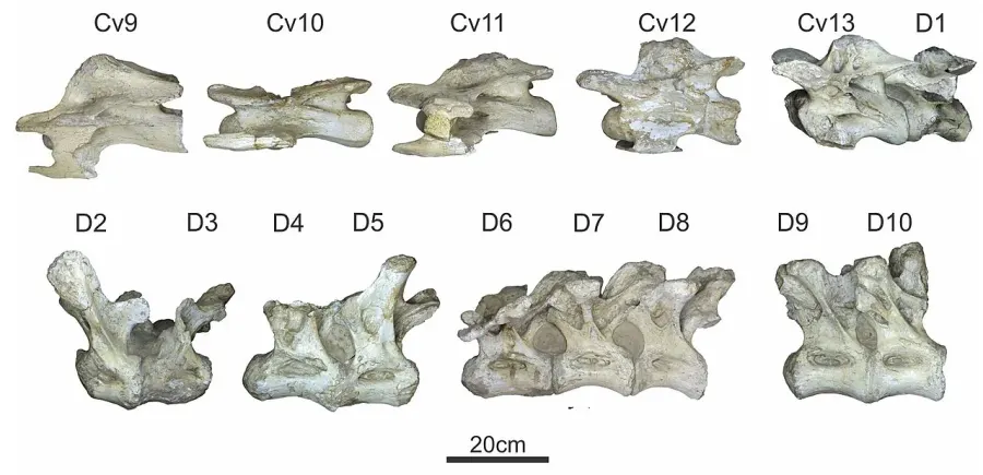 La carte Trigonosaurus