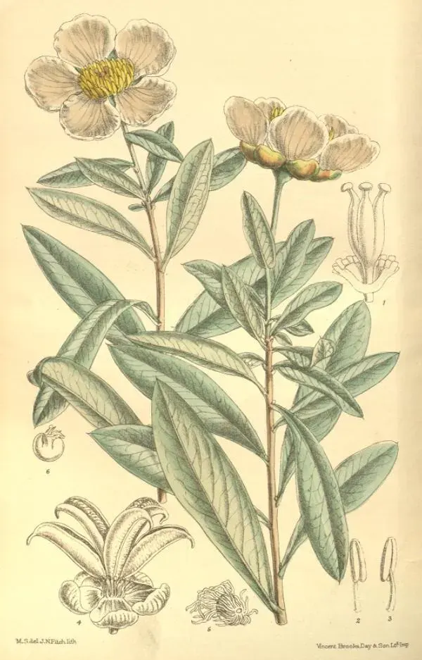 La carte Crossosomataceae