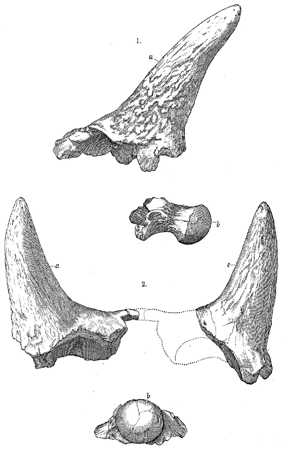 La carte Ceratops