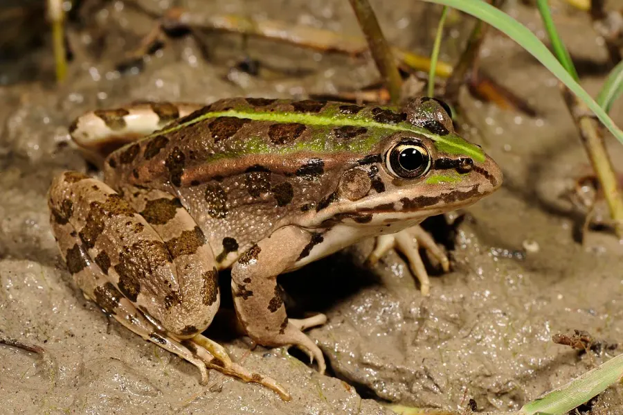 La carte Pelophylax epeiroticus