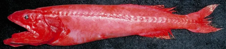 La carte Barbourisia rufa