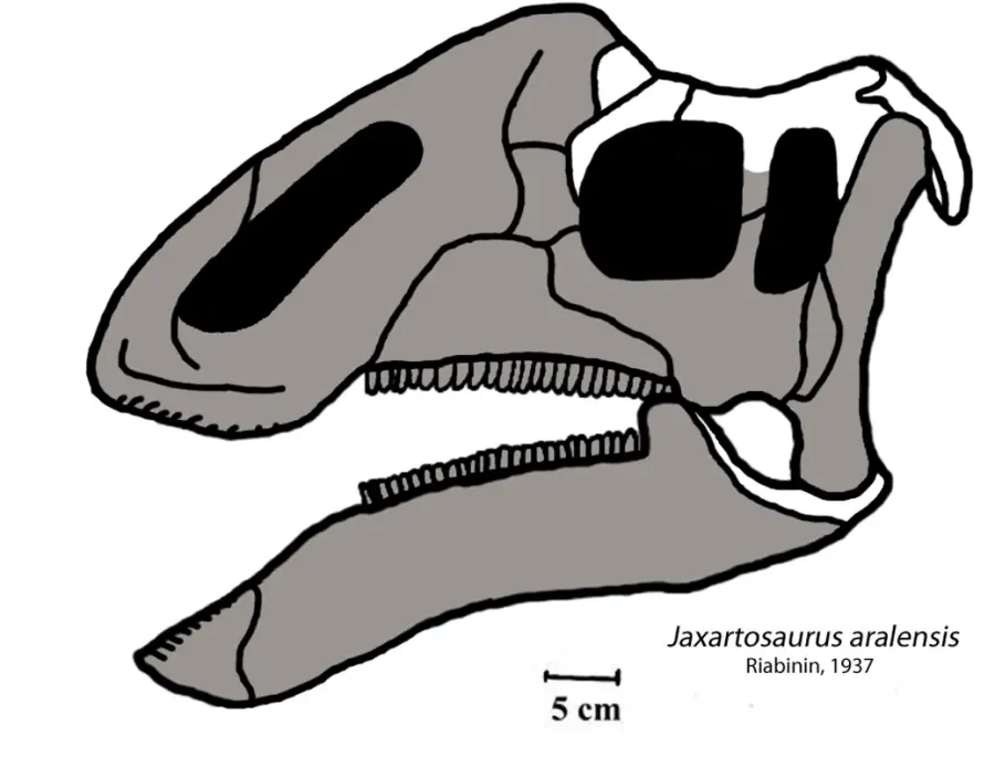 The Jaxartosaurus card