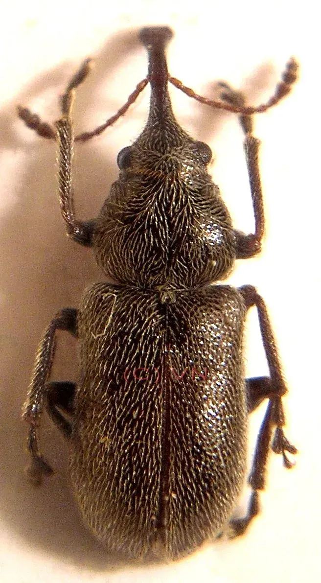 La carte Nemonychidae