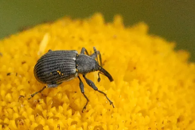 La carte Anthonomus rubi