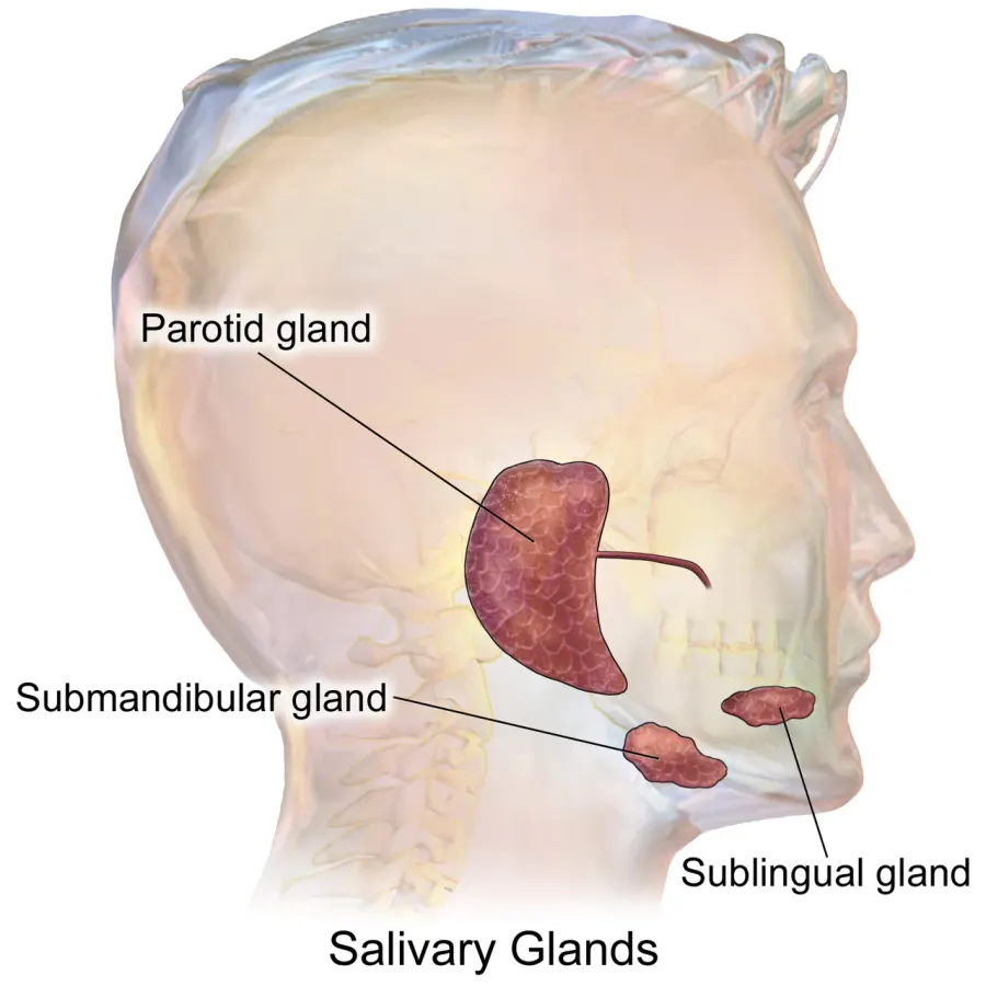 The Salivary gland card
