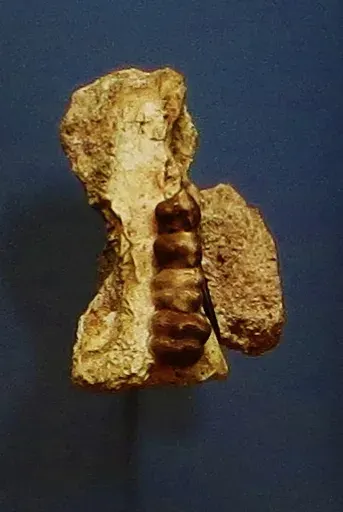 La carte Phosphatherium
