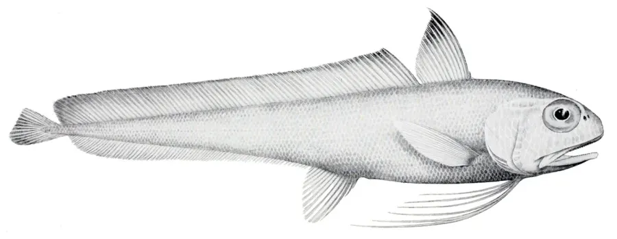 The Eucla cod card