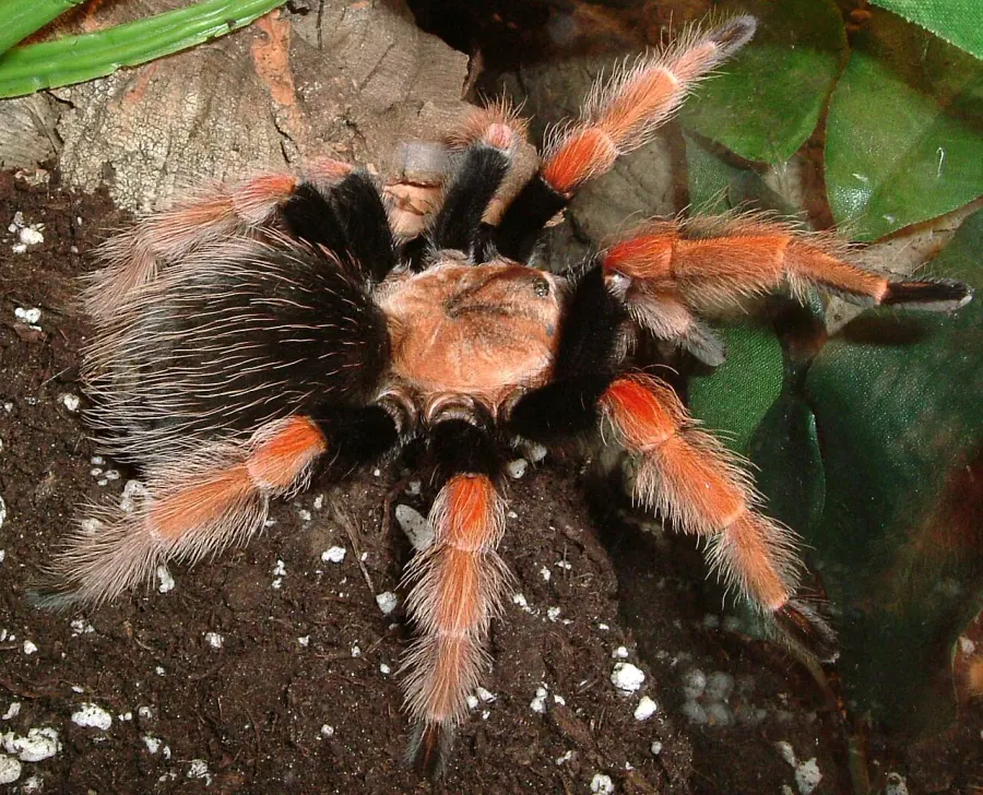 La carte Brachypelma boehmei