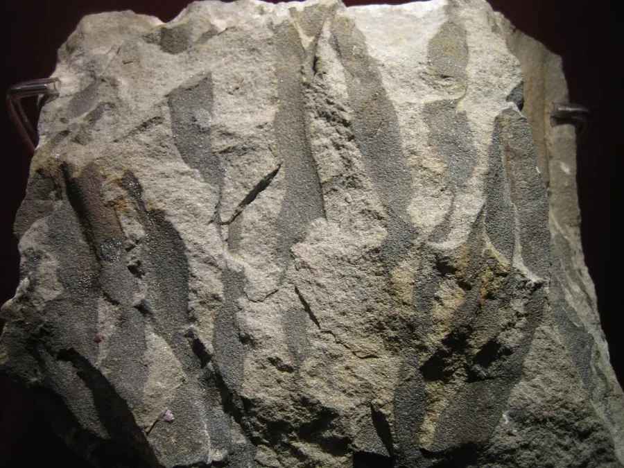 The Cladoxylopsida card