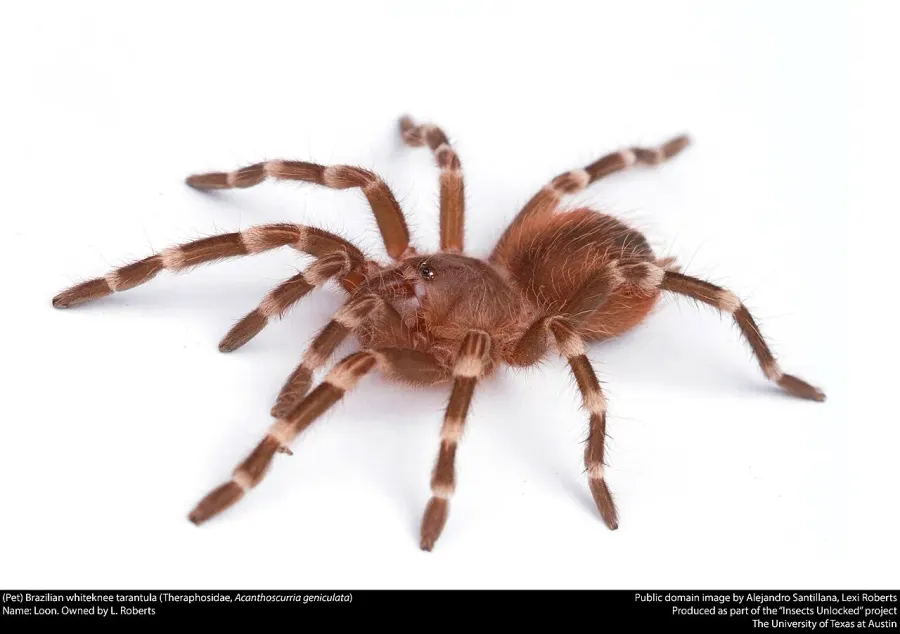 La carte Acanthoscurria geniculata