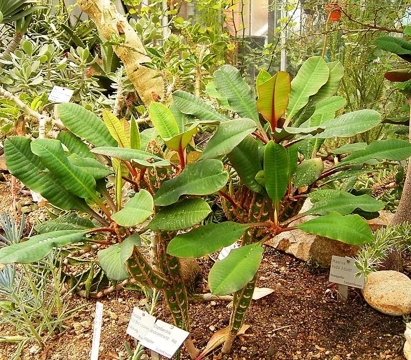 La carte Euphorbia leuconeura