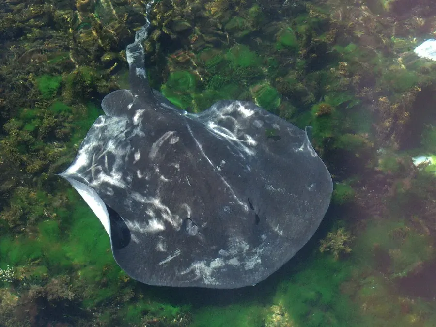 The Short-tail stingray card