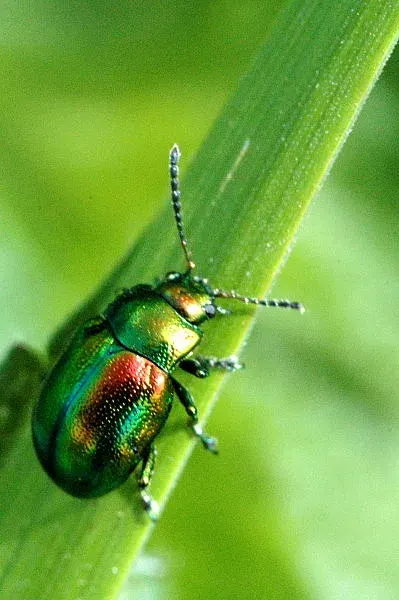 La carte Chrysomelinae