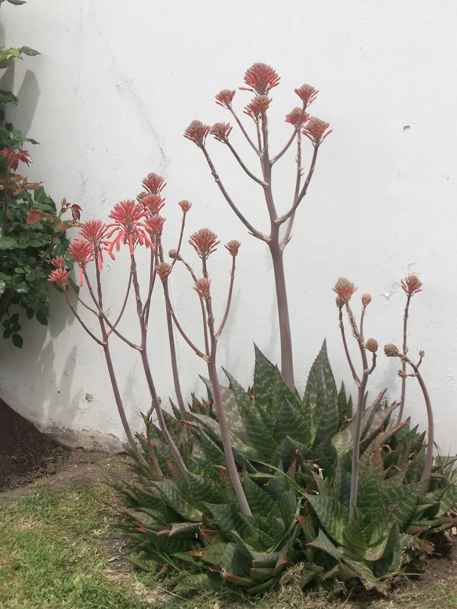 La carte Aloe maculata