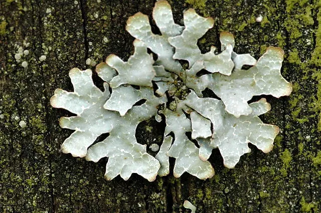 The Parmelia sulcata card