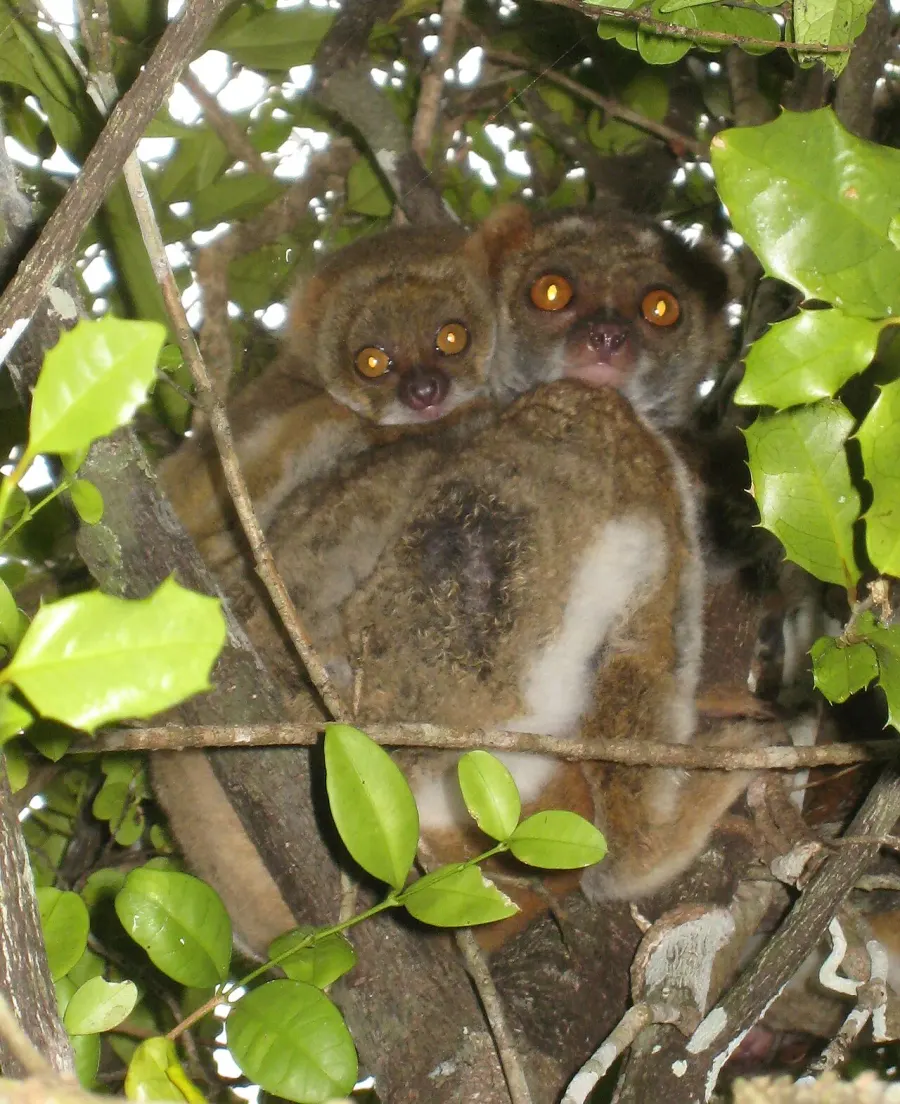 The Southern woolly lemur card