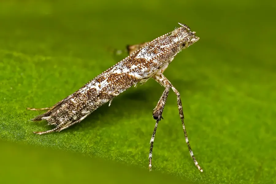 La carte Gracillarioidea