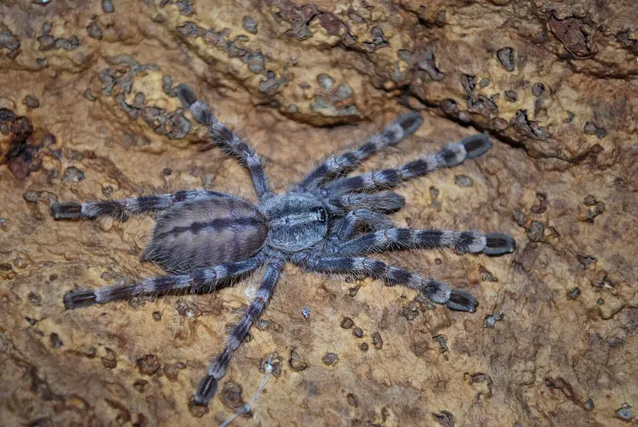 La carte Poecilotheria