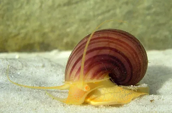 The Architaenioglossa card