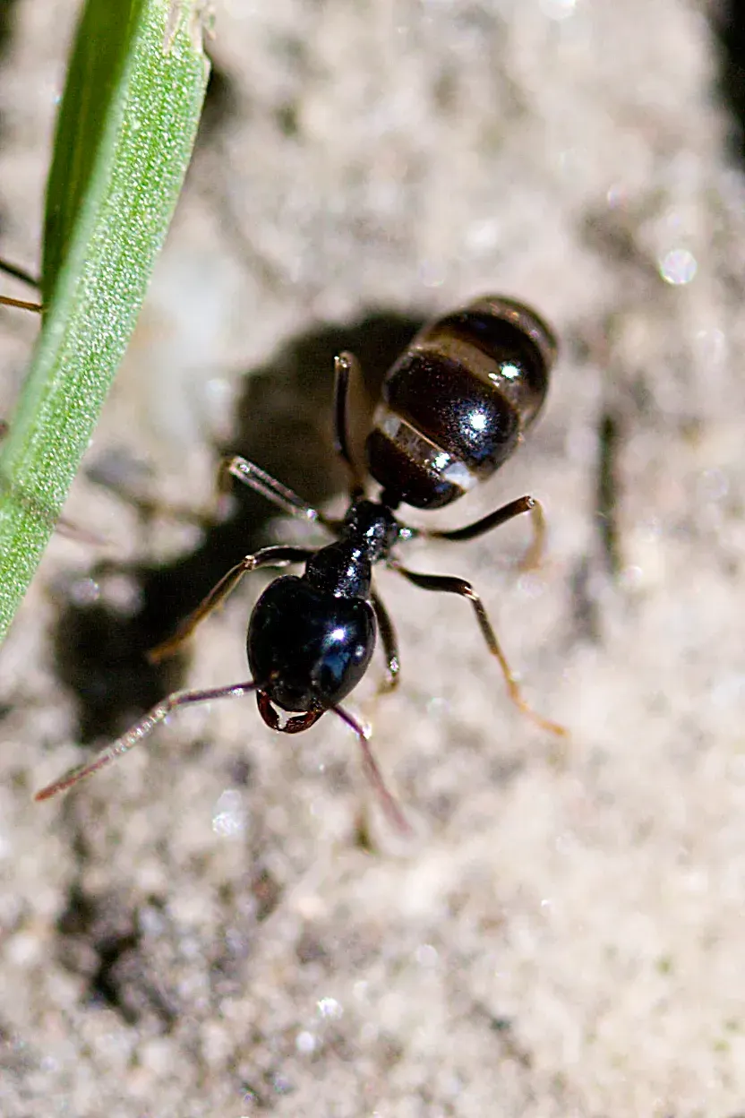 The Lasius fuliginosus card