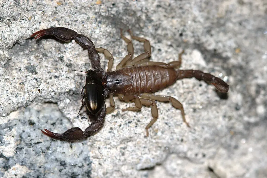 La carte Euscorpiidae