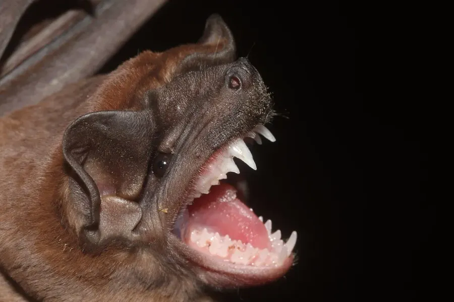 La carte Molossus sinaloae