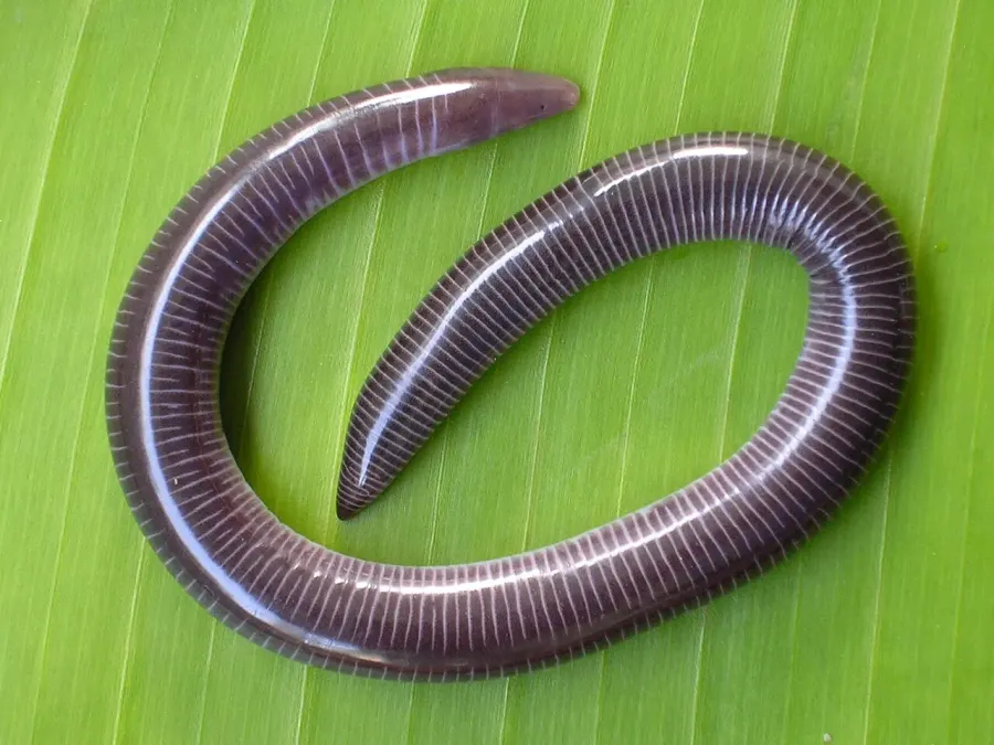 La carte Uraeotyphlus