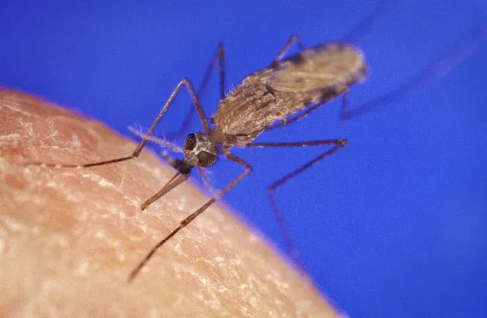 The Anopheles gambiae card