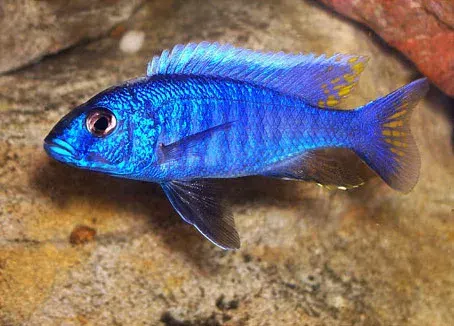 La carte Sciaenochromis