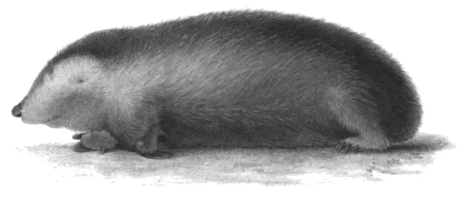 La carte Calcochloris