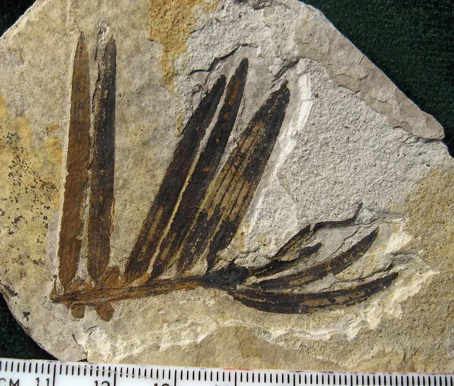The Amentotaxus card